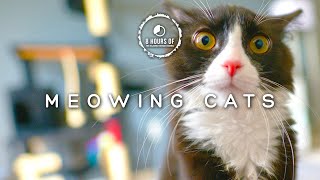 Scare MICE Away FAST with These CAT Meowing Sounds Cat Sounds to Scare Mice [upl. by Lewap]