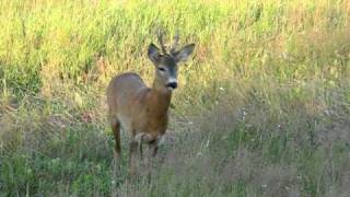 Hunting Roe DEER with pipe [upl. by Courtenay817]