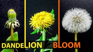 Dandelion Full Blooming Time Lapse Bud  Flower  Seed Head [upl. by Riva982]