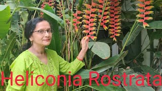 All about Heliconia Rostrata [upl. by Ahsiat]