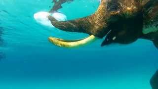 Swimming With Elephant Andaman Islands [upl. by Jana]