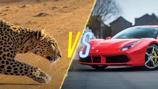 Cheetah VS Ferrari [upl. by Adriana]