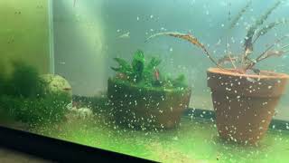 Daphnia Culturing Snails or no snails [upl. by Yarled]