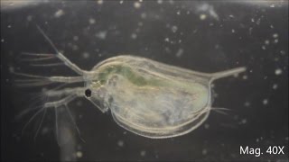 Daphnia magna under the Microscope [upl. by Painter]