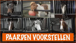 NIEUWE PAARDEN VOORSTELLEN  PaardenpraatTV [upl. by Etnovaj]