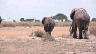 Elephant mating season in Amboseli Kenya [upl. by Tyree]