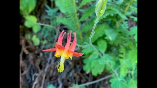 Aquilegia columbine [upl. by Riane]