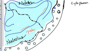 ribosome biogenesis [upl. by Jewelle]