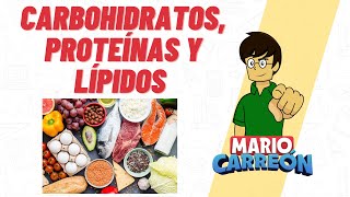 Carbohidratos Proteínas y Lípidos 🥑 [upl. by Deck]