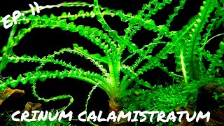 BEGINNER PLANT Crinum Calamistratum [upl. by Ereveneug328]