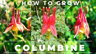 How to Grow Columbine Germinate Seed Care for [upl. by Ormsby22]