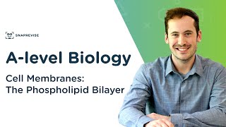 Cell Membranes The Phospholipid Bilayer  Alevel Biology  OCR AQA Edexcel [upl. by Toft]