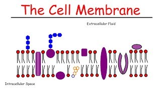 The Cell Membrane [upl. by Dowd]