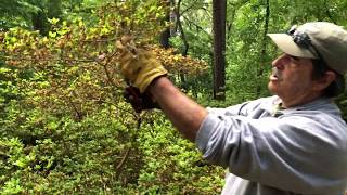 How to prune Azaleas [upl. by Isied55]