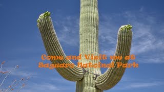 Saguaro National Park Highlights [upl. by Dymoke412]