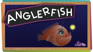 All About Anglerfish [upl. by Kylstra]