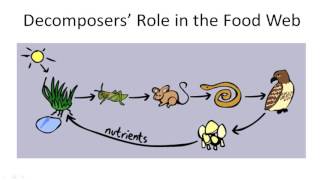 Decomposers Role in the Food Web [upl. by Meridith]