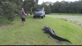 Heres how to stay safe when you live in alligator country [upl. by Abby]