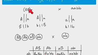 A2 Biology  Autosomal linkage [upl. by Anairo802]