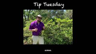 When and How to Prune Azaleas [upl. by Tania]