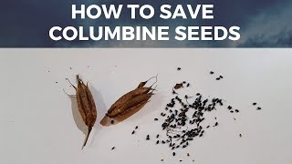 Save Columbine  Aquilegia Seeds How to harvest seeds from Columbine Flower [upl. by Weinshienk]