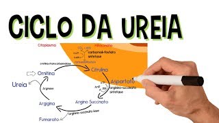 ✅ CICLO DA UREIA [upl. by Bendicta]