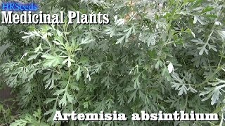 ⟹ WORMWOOD Artemisia absinthium 🌿 BE CAREFUL [upl. by Lissa342]