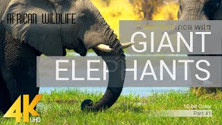 4K African Wildlife ELEPHANTS Part 1  A day in Africa with Giant Elephants  10bit Color [upl. by Lorrac]