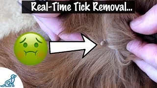 How To Take A Tick Off Your Dog  Professional Dog Training Tips [upl. by Nanreik]