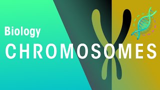 What Are Chromosomes  Genetics  Biology  FuseSchool [upl. by Elahcim344]