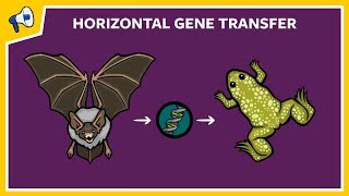 What is Horizontal Gene Transfer [upl. by Hutner323]