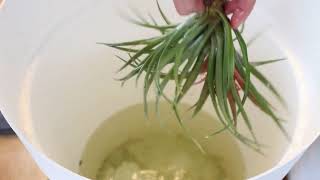 Tillandsias culture et arrosage [upl. by Oinafipe]