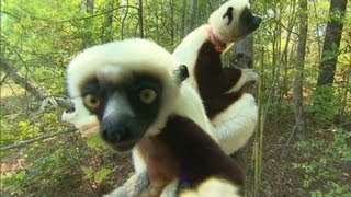 How smart is a Lemur [upl. by Cornela]