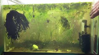 Scuds Daphnia Cherry Shrimp Copepods My aquatic food culture [upl. by Nallad]