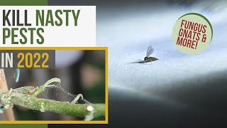 Identify and Kill TOP Indoor Plant Pests  EXPERT Guide [upl. by Deys298]