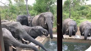 Unbelievable African Elephants in My Pool [upl. by Carmela716]