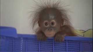 Adorable Baby Orangutans [upl. by Danya]