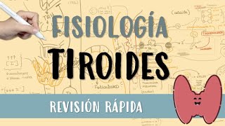 FISIOLOGIA DE TIROIDES 10min [upl. by Ahtiek532]