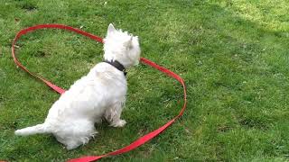 Westie Barking  West Highland White Terrier [upl. by Nedearb]