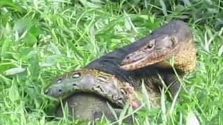 Monitor Lizard vs python by HowSung Lee [upl. by Grochow]