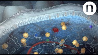 Innate lymphoid cells [upl. by Atir]