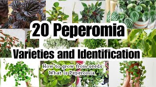 20 AMAZING PEPEROMIA VARIETIES [upl. by Neelsaj]