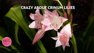 Crazy about Crinum Lilies and Spider Lilies with Tejas Bulbs [upl. by Barth]