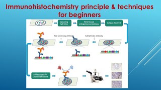 Immunohistochemistry Explained Principle and Techniques for beginners [upl. by Brocky]