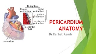 Pericardium Anatomy [upl. by Floss]