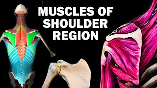 UPPER LIMB MUSCLES 26  SHOULDER REGION [upl. by Reginnej]