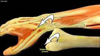 Compartments of the forearm extensor retinaculum [upl. by Katz]