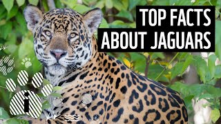 Top facts about jaguars  WWF [upl. by Vern365]