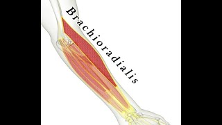 Two Minutes of Anatomy Brachioradialis Muscle [upl. by Anana]