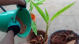 How to easily propagate Heliconia Psittacorum by division [upl. by Nnaylloh]